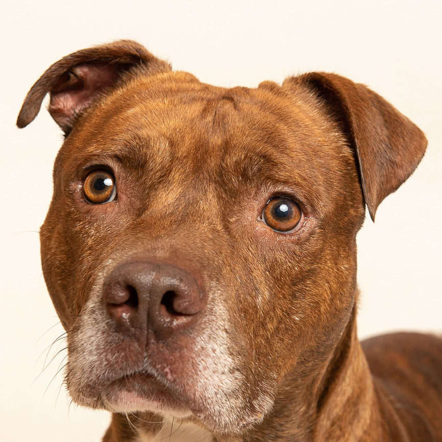 Martin County Pet of the Week